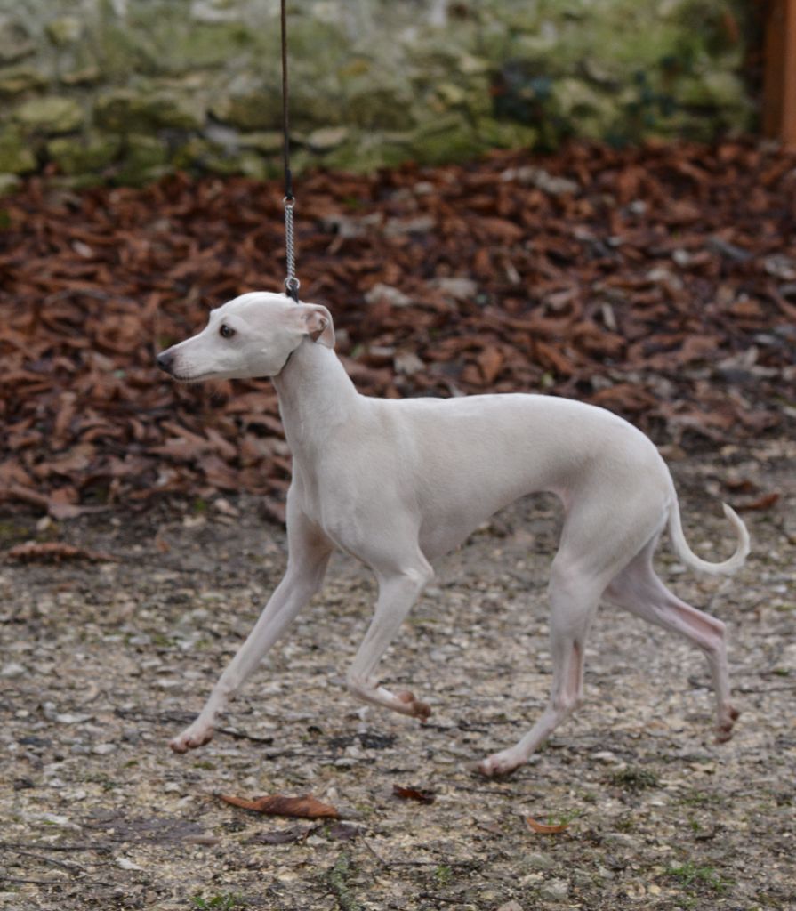 CH. Si lolita du domaine de Chanteloup