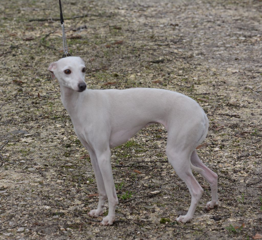 CH. Si lolita du domaine de Chanteloup