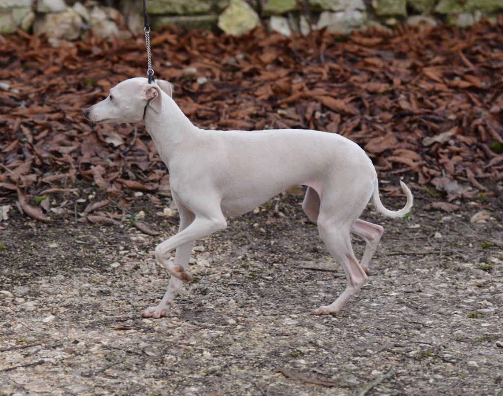 CH. Si lolita du domaine de Chanteloup