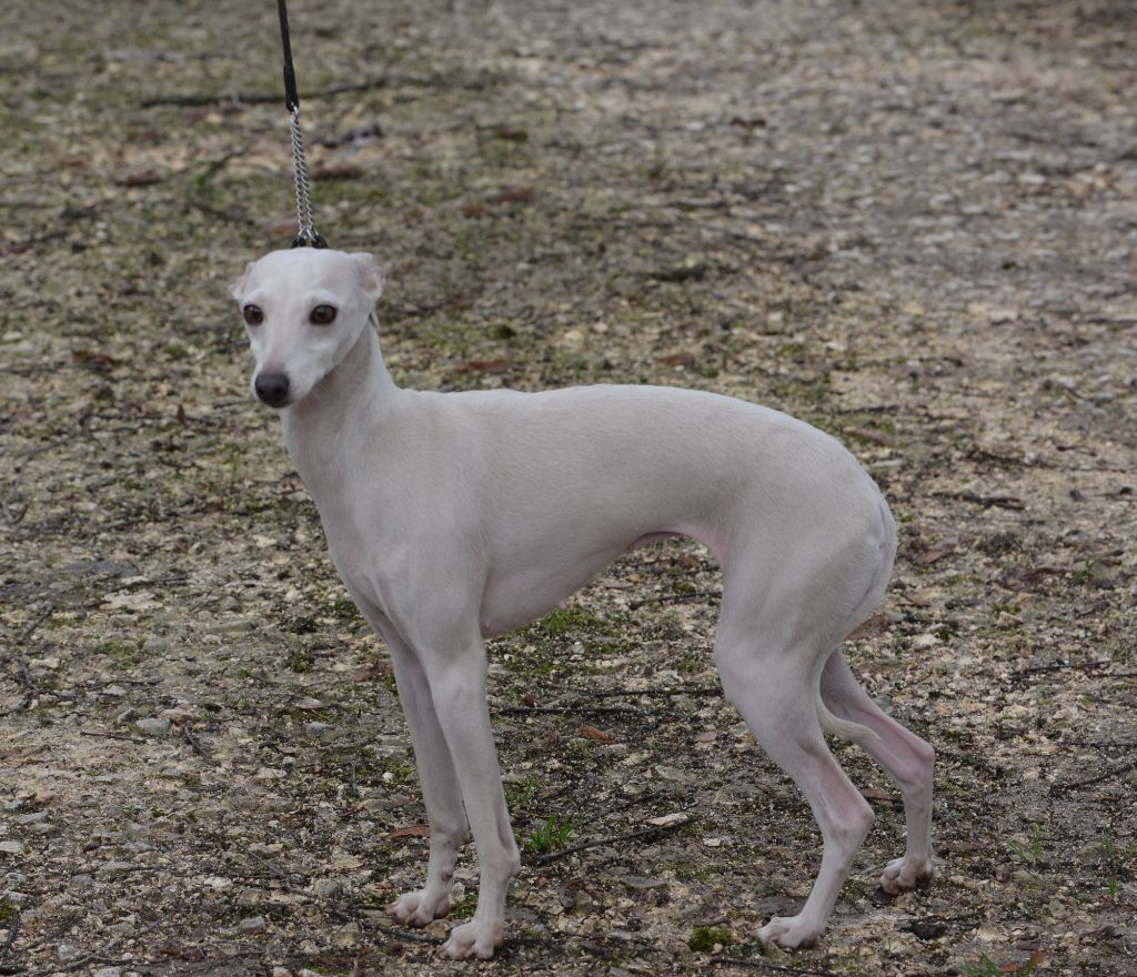 CH. Si lolita du domaine de Chanteloup