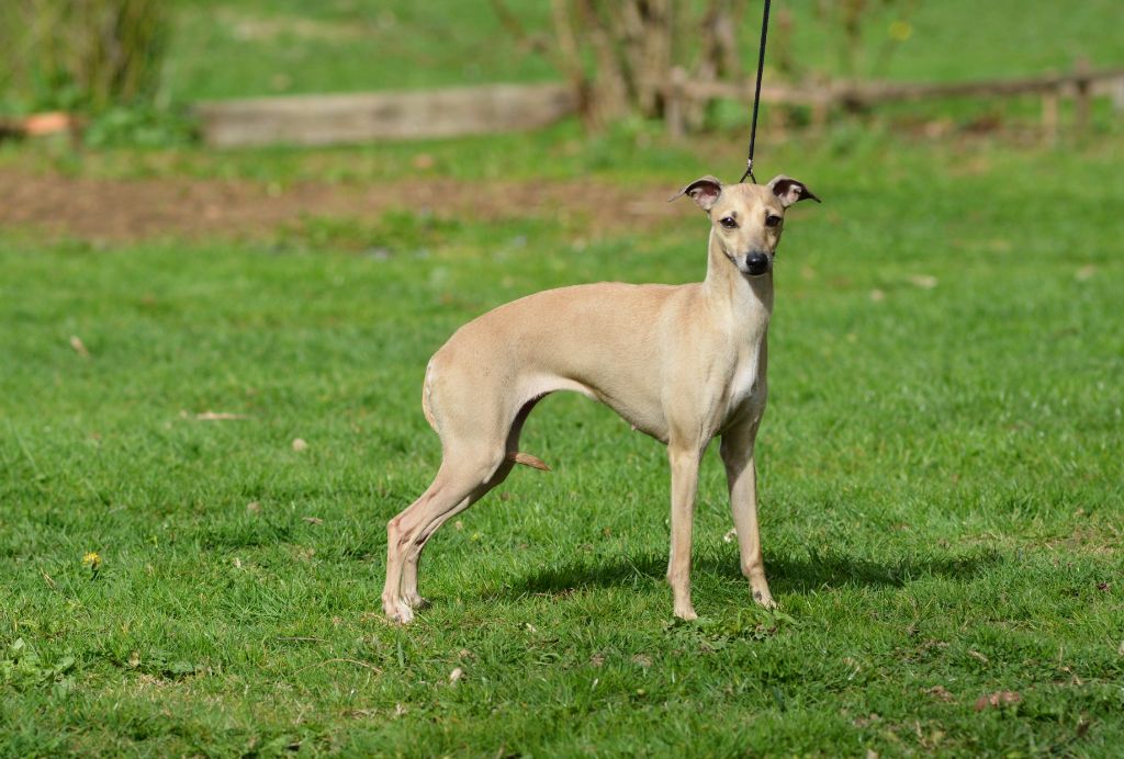 CH. Miss dior cherie du domaine de Chanteloup