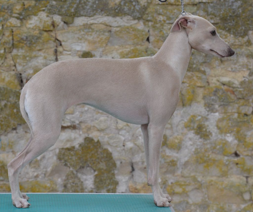 Top model lili du domaine de Chanteloup