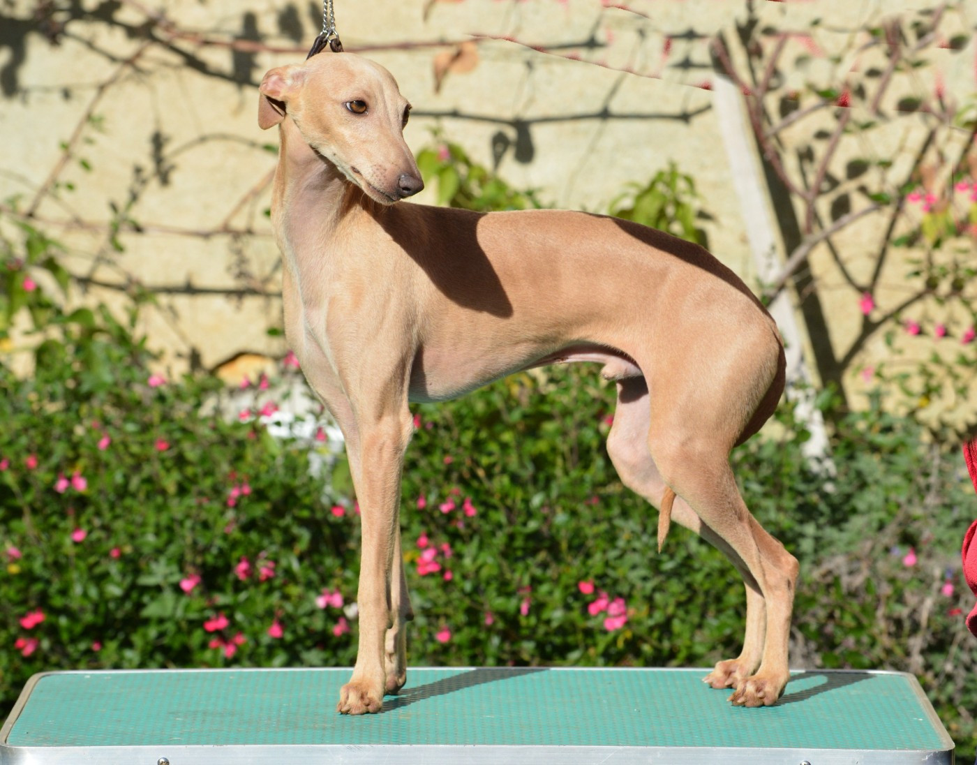 Black Baraka AGAMEMNON