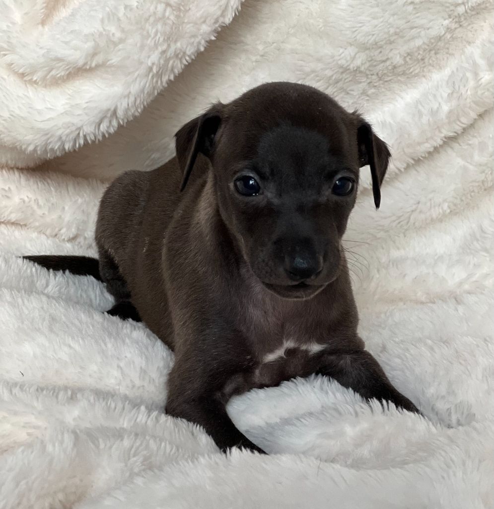 du domaine de Chanteloup - Chiots disponibles - Petit Levrier Italien