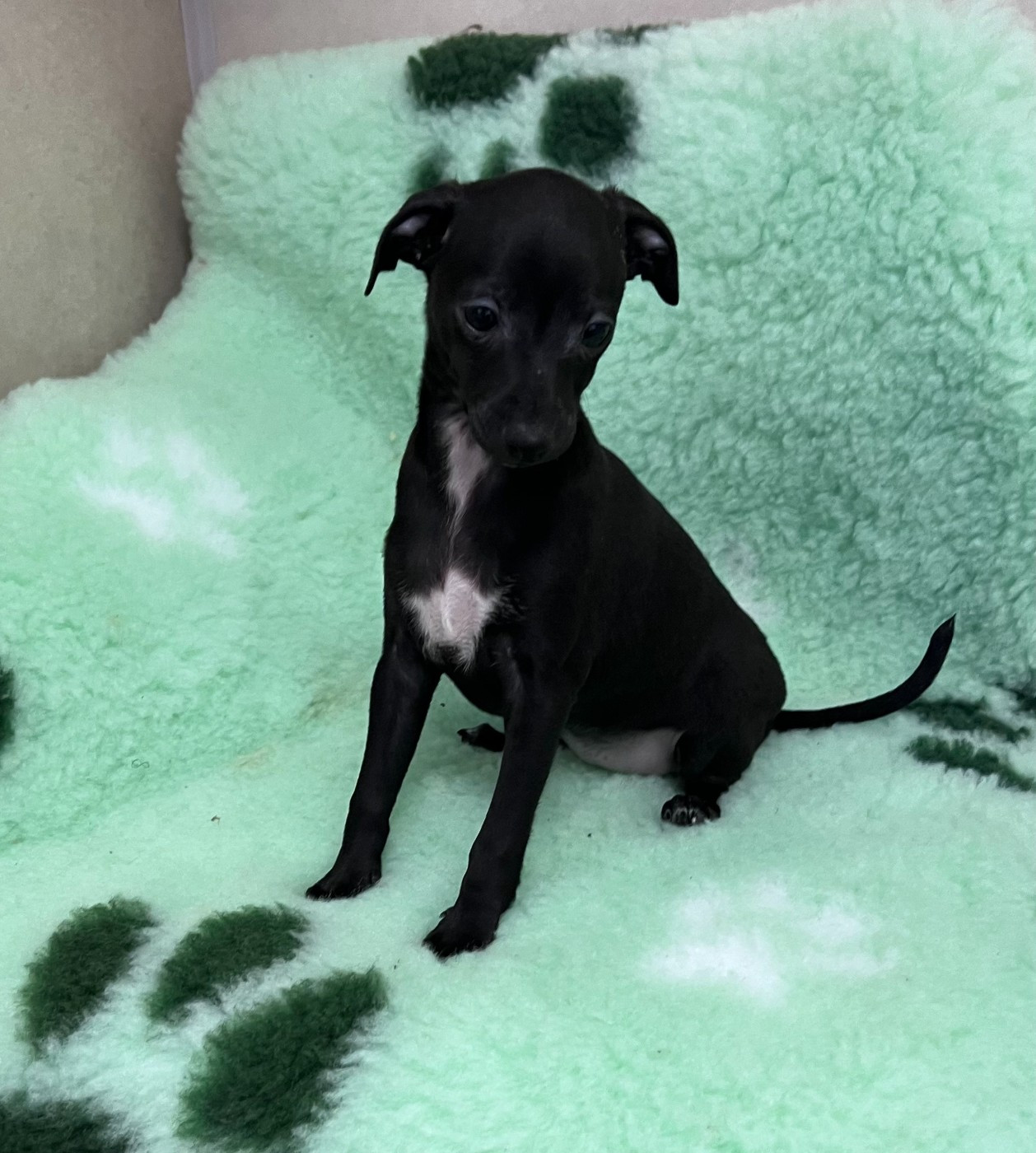 du domaine de Chanteloup - Chiots disponibles - Petit Levrier Italien