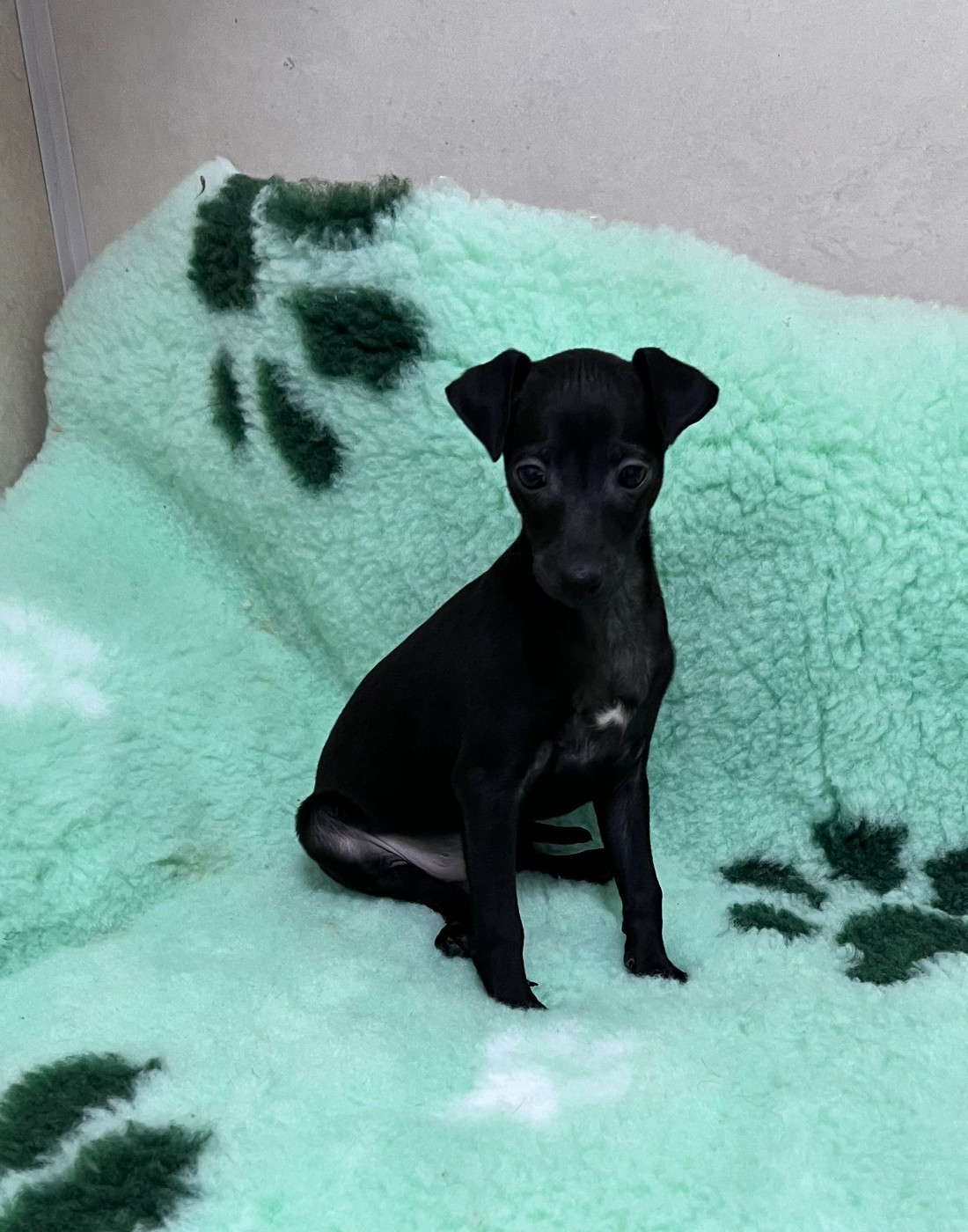 du domaine de Chanteloup - Chiots disponibles - Petit Levrier Italien