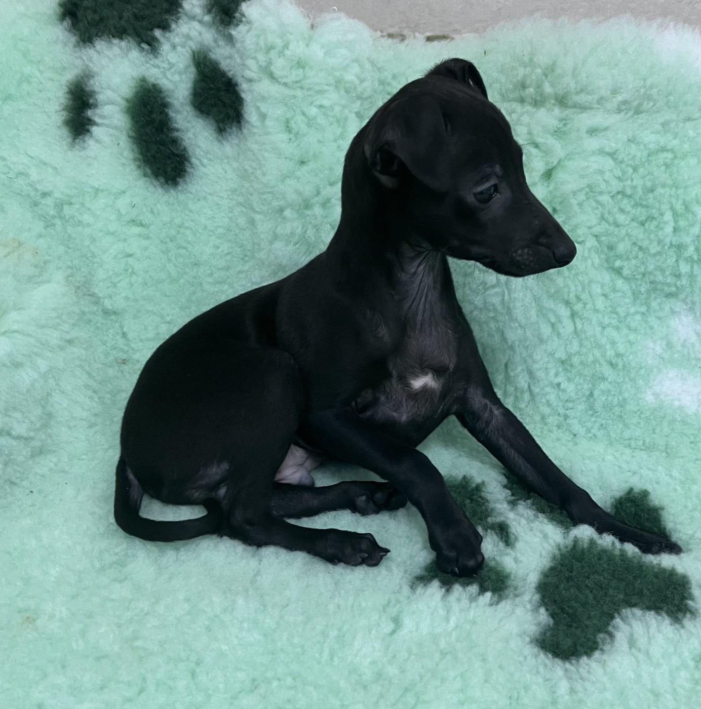 du domaine de Chanteloup - Chiots disponibles - Petit Levrier Italien