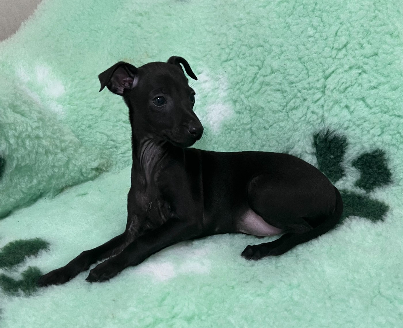 du domaine de Chanteloup - Chiots disponibles - Petit Levrier Italien