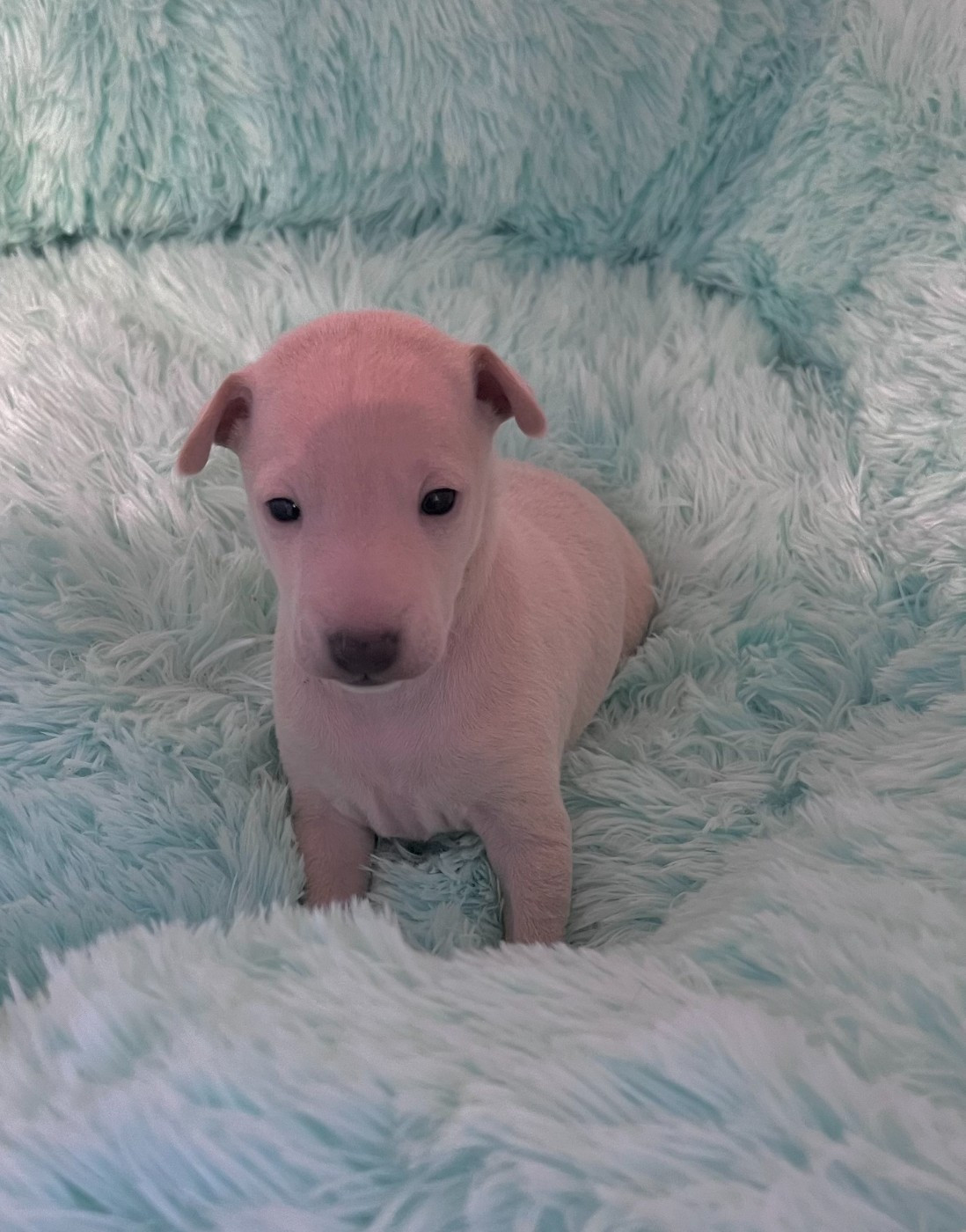 du domaine de Chanteloup - Chiots disponibles - Petit Levrier Italien