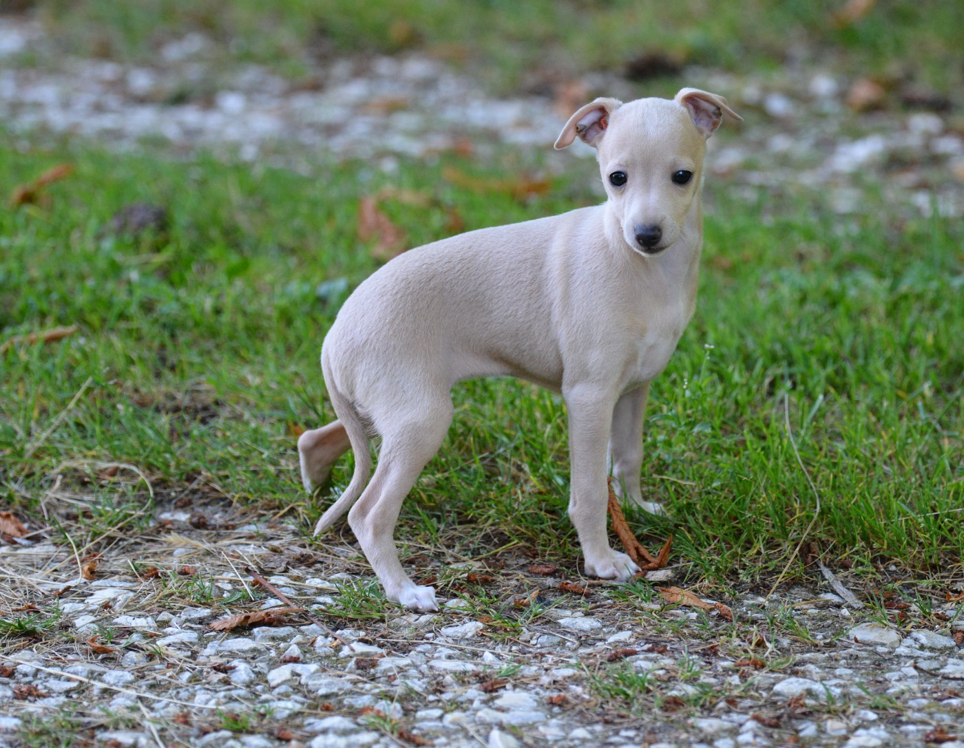 du domaine de Chanteloup - Chiots disponibles - Petit Levrier Italien