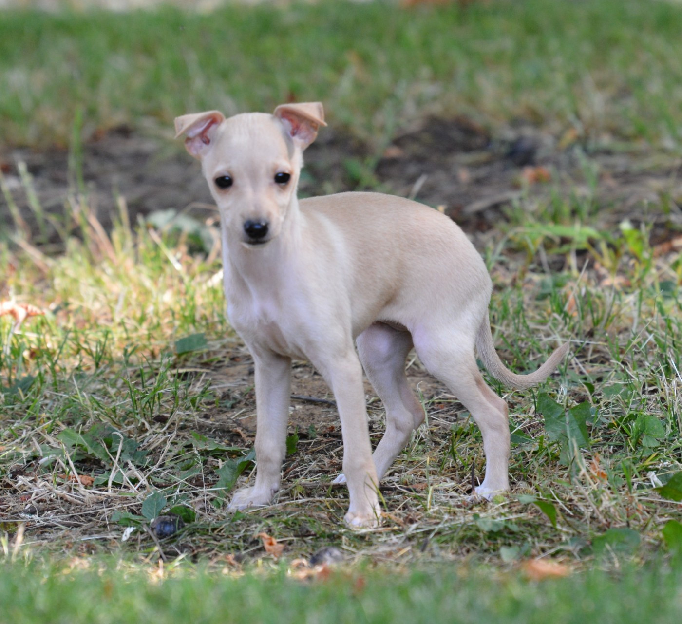 du domaine de Chanteloup - Chiots disponibles - Petit Levrier Italien