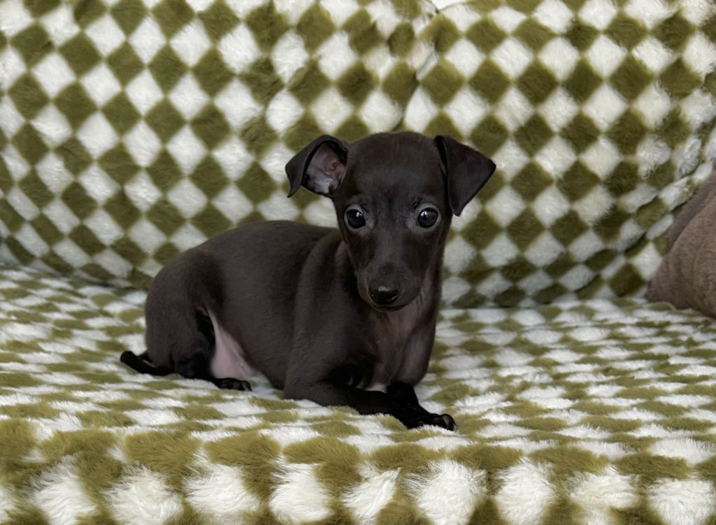 du domaine de Chanteloup - Chiots disponibles - Petit Levrier Italien