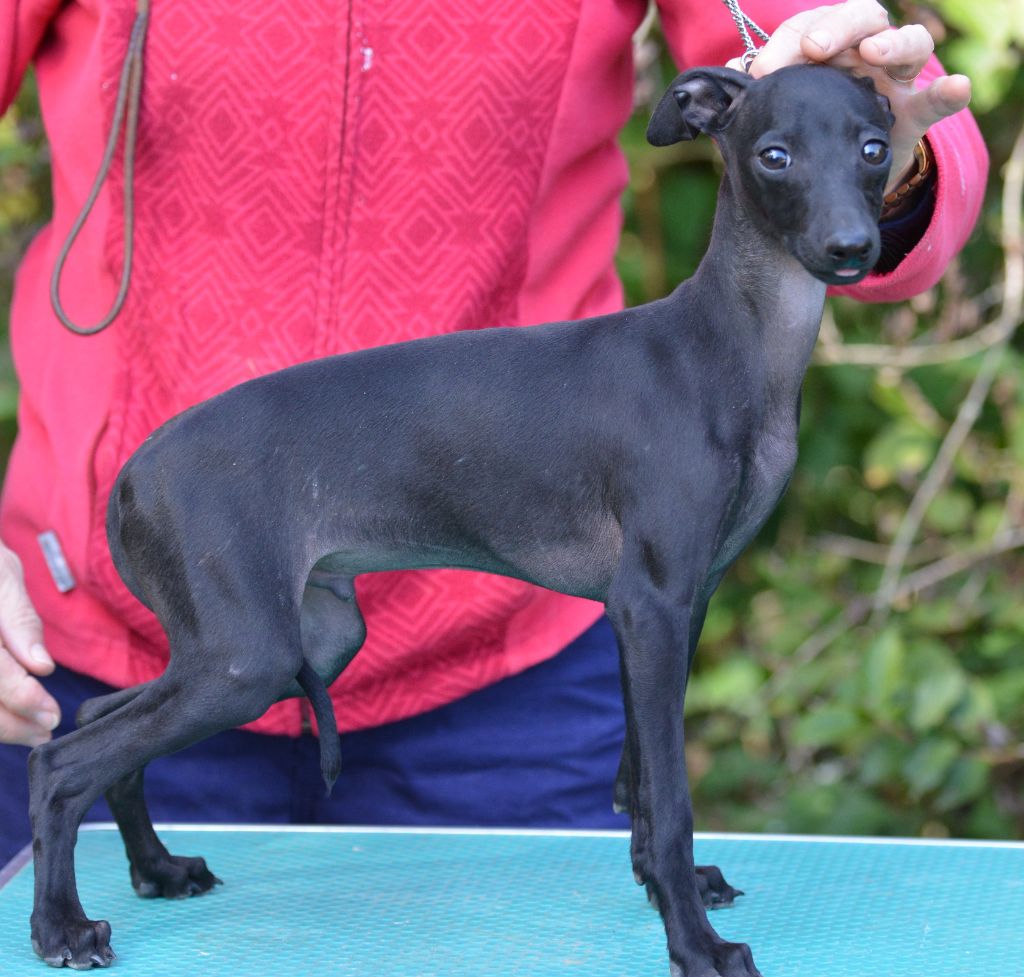du domaine de Chanteloup - Chiots disponibles - Petit Levrier Italien