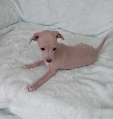 Chiot N°2