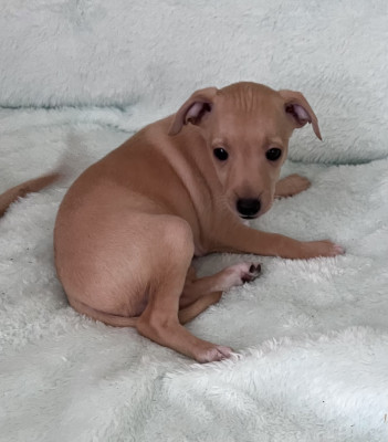 Chiot N°3