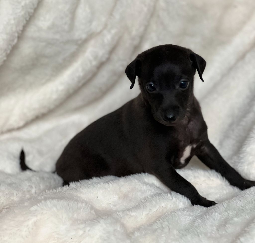 du domaine de Chanteloup - Chiots disponibles - Petit Levrier Italien