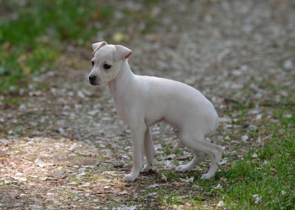 du domaine de Chanteloup - Chiots disponibles - Petit Levrier Italien